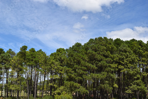 Sky and trees Pinamar  Buenos Aires Argentina