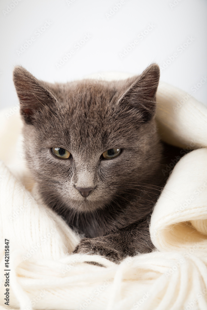 gray kitten wrapped in a blanket, smoky cat in blanket on a gray background. gray kitten wrapped in a blanket, smoky cat in blanket on a gray background.