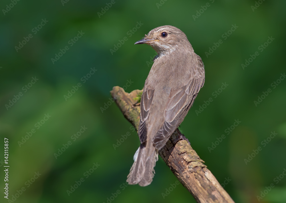 Spotted Flycatcher perched on old branch back view Spotted Flycatcher perched on old branch back view