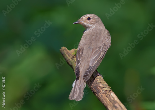 Spotted Flycatcher perched on old branch back view 
