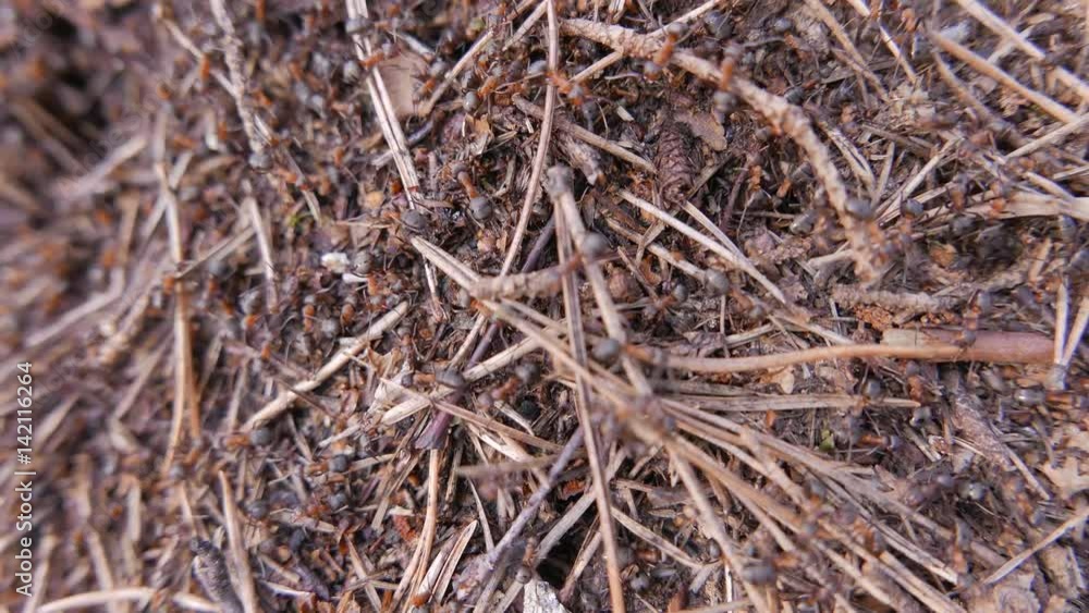 Ants working in ant hill. Closeup Ants working in ant hill. Closeup