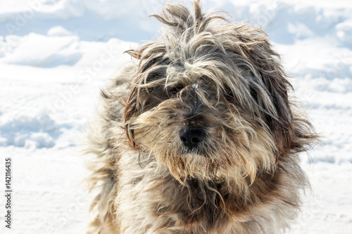Muzzle of Homeless shaggy dog . Portrait 1
