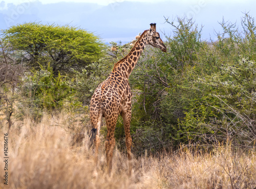 Giraffes walking in Kenya