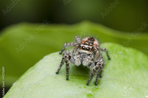 Small Jumping Spider On Green Background