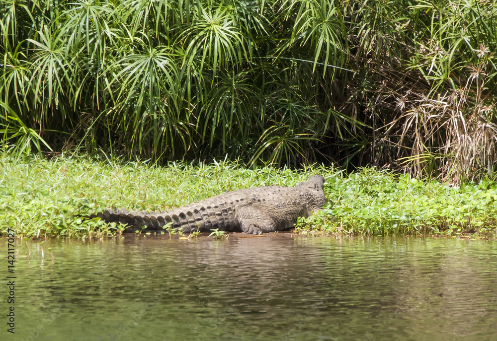 Fototapeta premium Crocodile