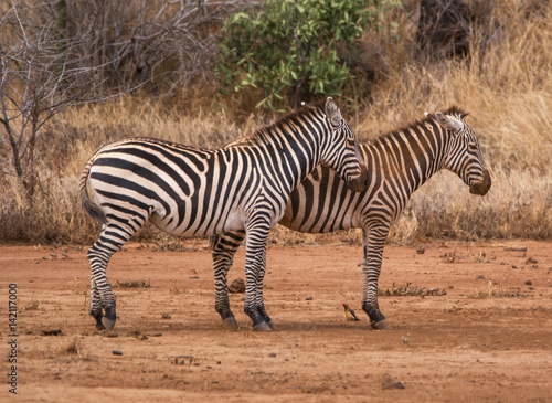 Zebra walking in Kenya