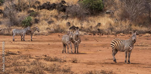 Zebra walking in Kenya