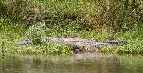 Crocodile