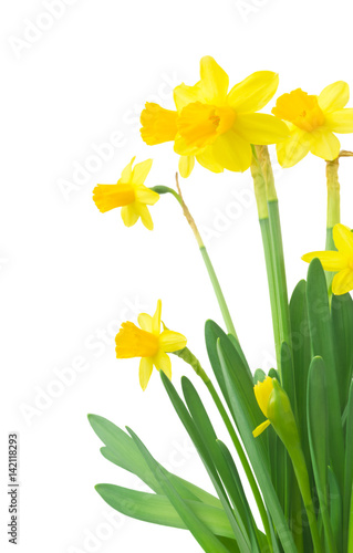 Fototapeta Naklejka Na Ścianę i Meble -  Spring floral border, beautiful fresh daffodils flowers, isolated on white background. Selective focus