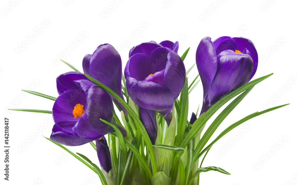 close up of beautiful crocus on white background - fresh spring flowers. Violet crocus flowers bouquet . (selective focus)