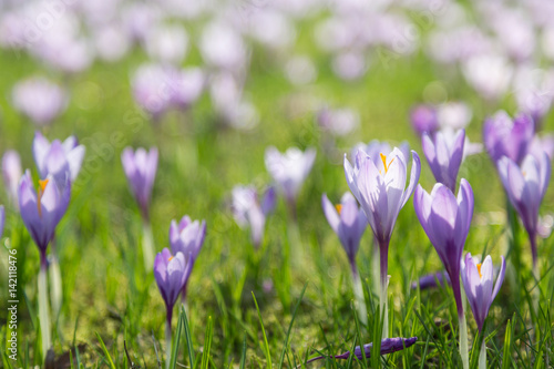 Fototapeta Naklejka Na Ścianę i Meble -  lila Krokusse