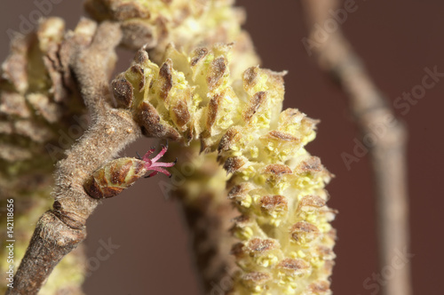 Hazel flowers macro