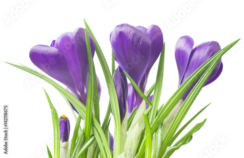 close up of beautiful crocus on white background - fresh spring flowers. Violet crocus flowers bouquet . (selective focus)