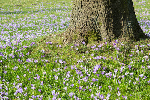 Fototapeta Naklejka Na Ścianę i Meble -  Krokusse um Baum