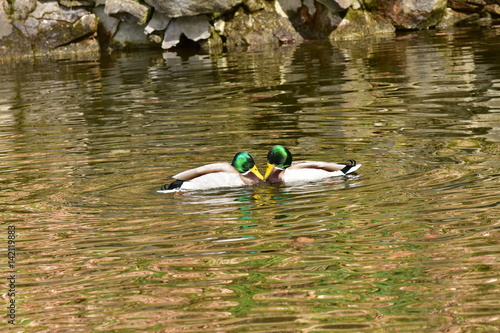 Wildlife Ducks on the water