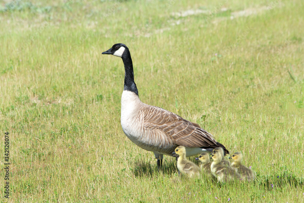 Mother Canada Goose with goslings huddled close by in a grassy field, keeping an eye out for danger. Mother Canada Goose with goslings huddled close by in a grassy field, keeping an eye out for danger.