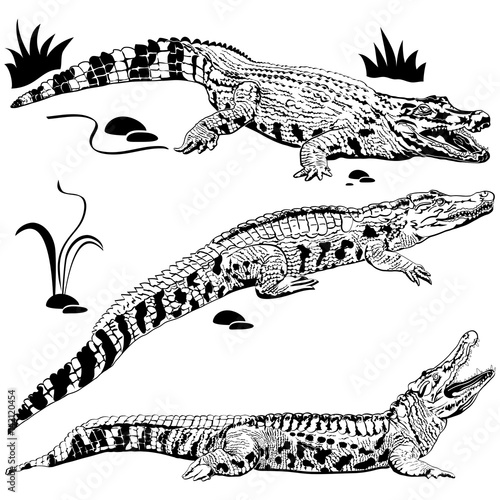 Silhouettes of crocodiles