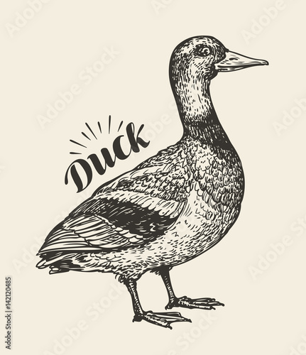 Tableau sur toile Hand-drawn duck