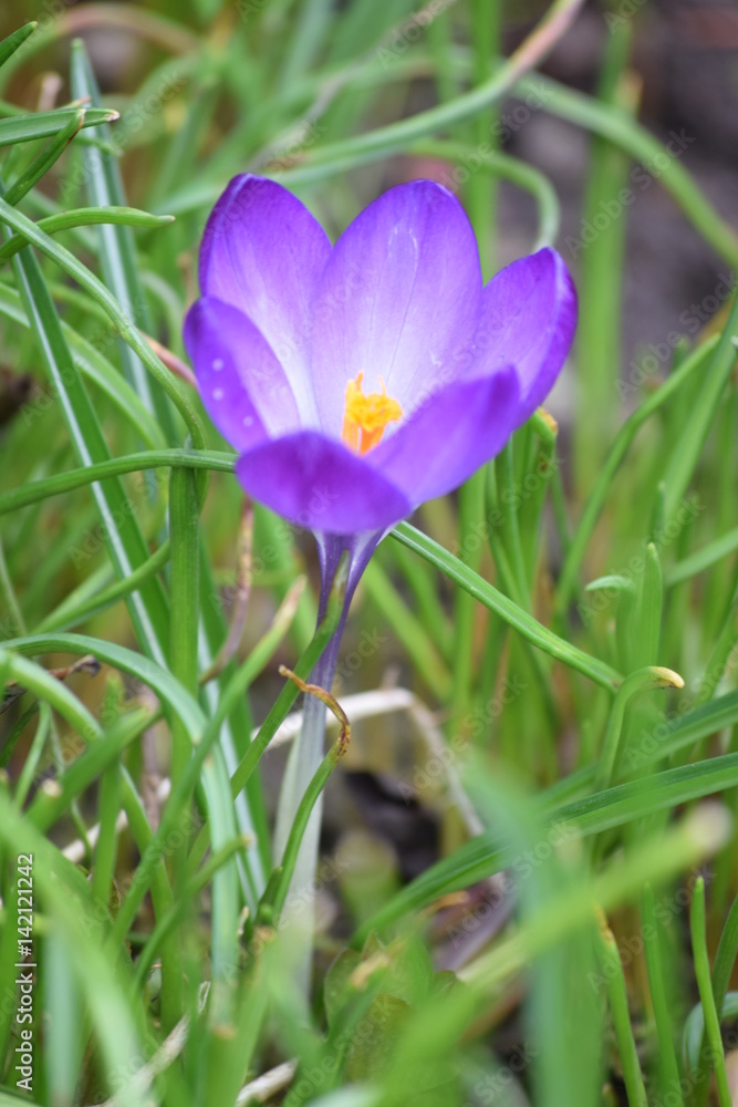Spring has come. Flowers bloom. nature comes to life. Bloomed fantastically beautiful crocuses. The ground was covered with colorful flower carpet. Spring has come. Flowers bloom. nature comes to life. Bloomed fantastically beautiful crocuses. The ground was covered with colorful flower carpet.