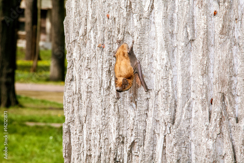 Small bat on tree. Close up of Pipistrellus nathusii (Nathusius' Pipistrelle) bat on bark tree in Romania.