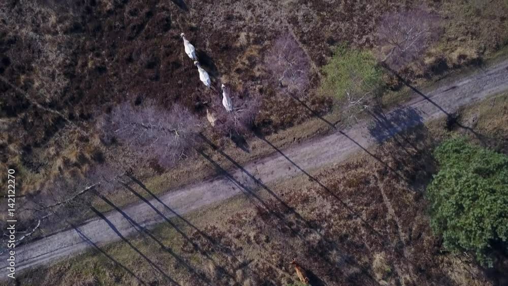 Aerial: top down shot of wild cows walking in the forest