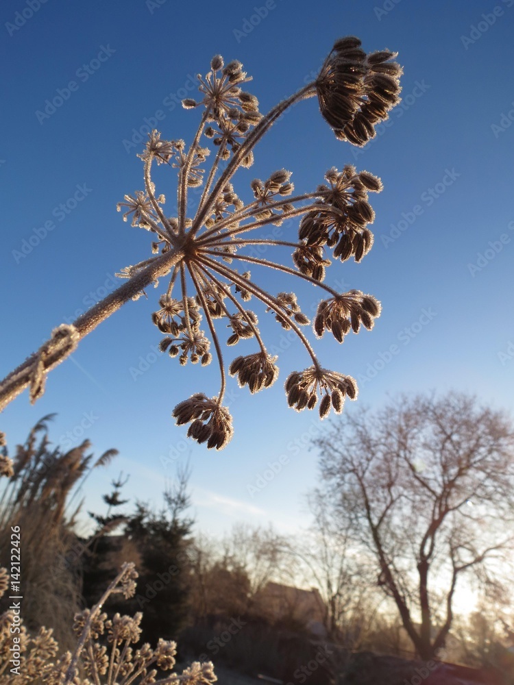 erfrorene Blütenstände im Winter