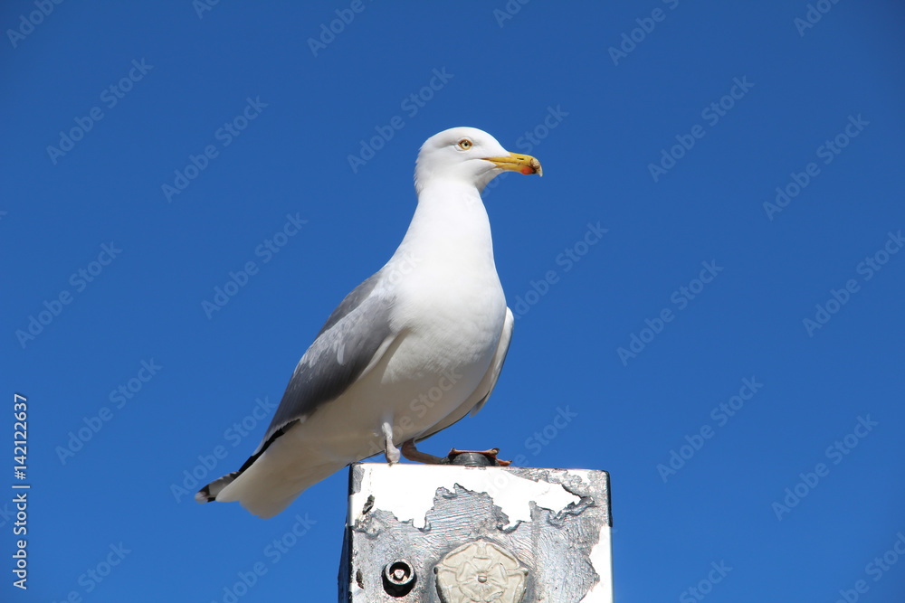 Seagull Isolated on a blue sky background Seagull Isolated on a blue sky background