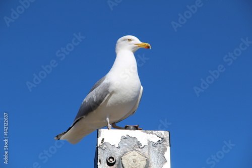 Seagull Isolated on a blue sky background