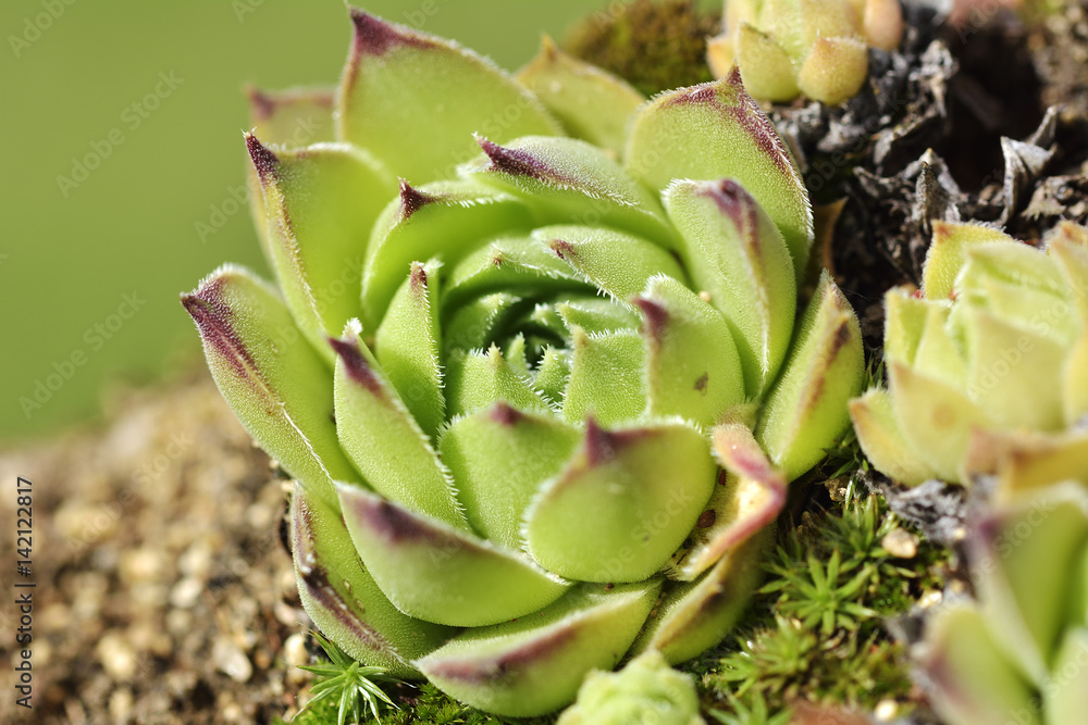 Close up of a Echeveria agavoides, the molded-wax agave Close up of a Echeveria agavoides, the molded-wax agave