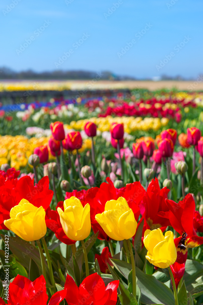 Dutch landscape with colorful tulips in the fields