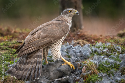 Φωτογραφία Northern Goshawk with prey
