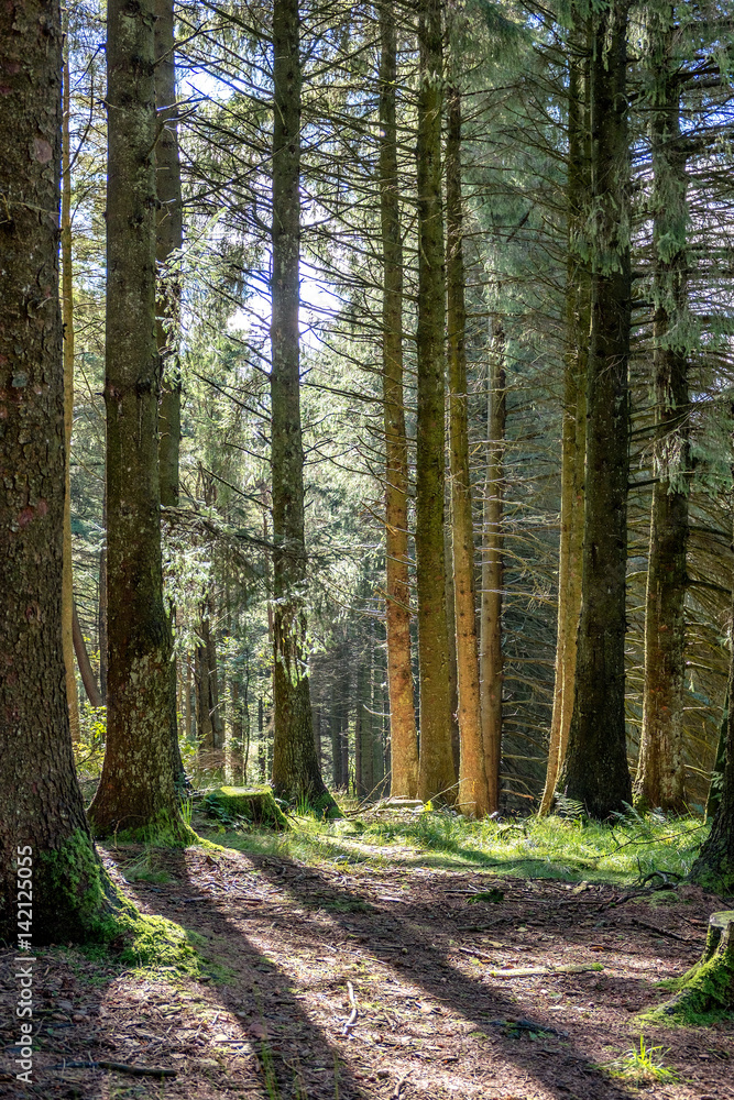 A Walk in the woods A Walk in the woods