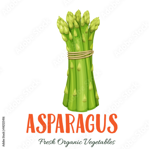 Vector asparagus vegetable