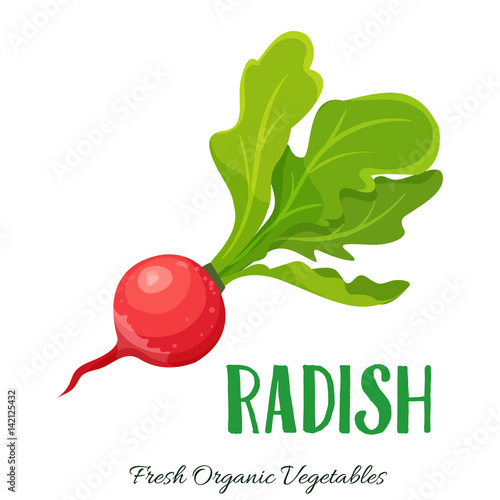 Vector radish vegetable