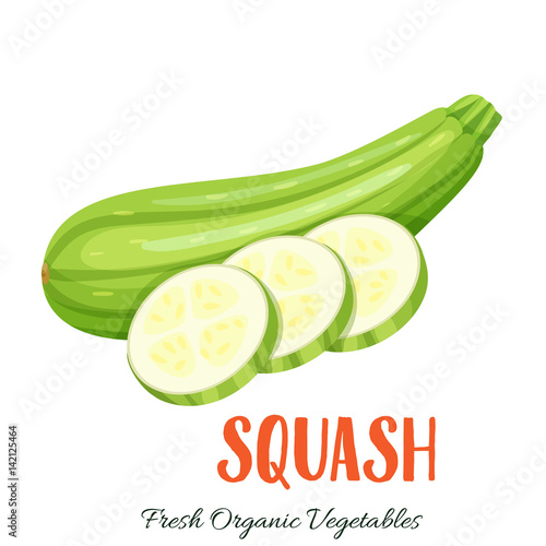 Vector squash vegetable
