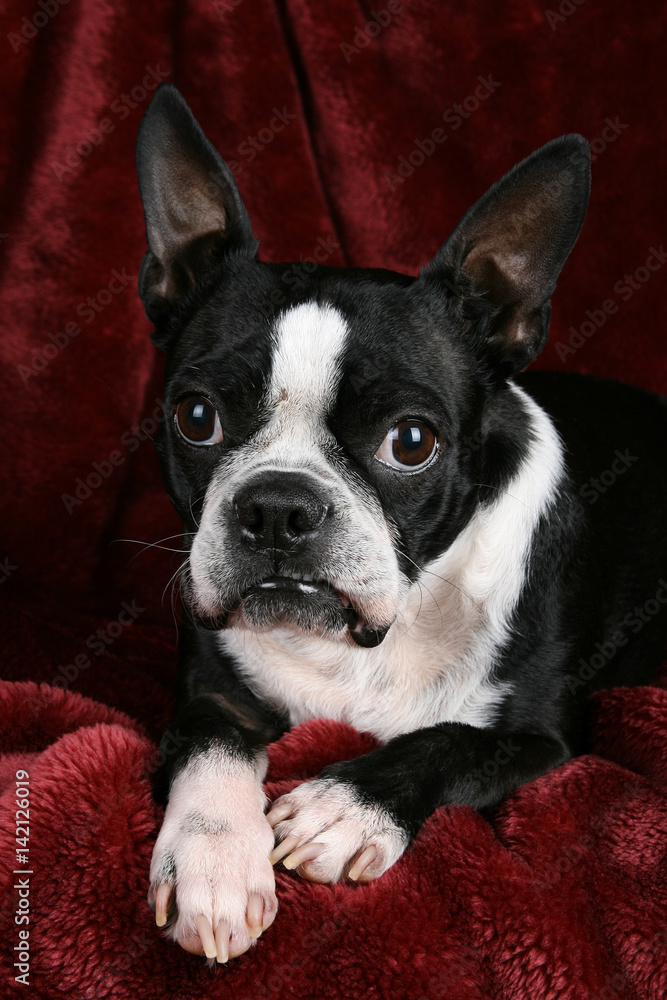 Adorable Boston terrier posing on a deep red plush background