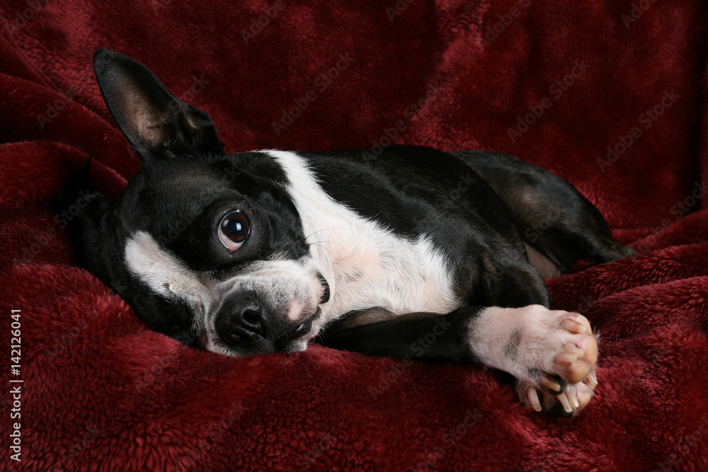 Adorable Boston terrier posing on a deep red plush background