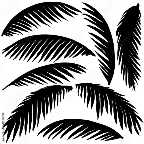 black palm leaves
