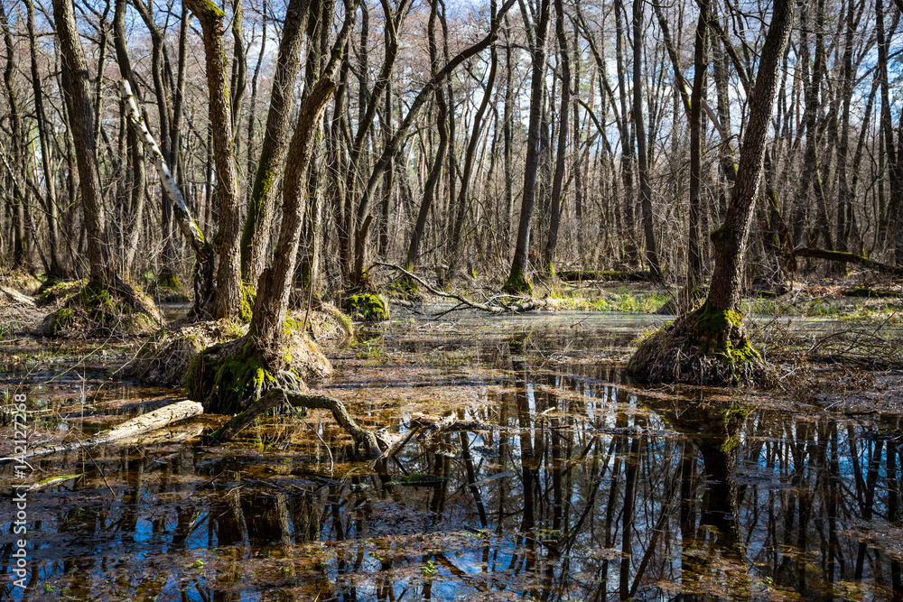 spring day on bog in forest