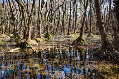 bog in foresr © Pavlo Klymenko