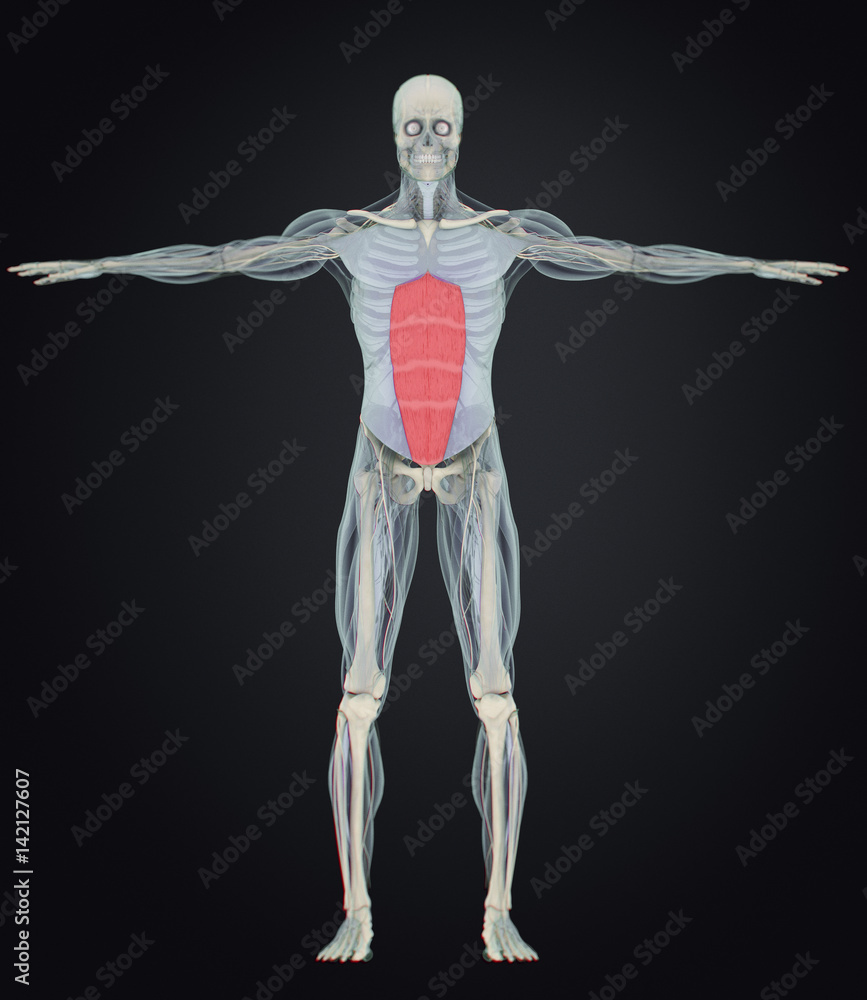 Rectus Abdominus, stomach muscles, human anatomy. 3d illustration. Rectus Abdominus, stomach muscles, human anatomy. 3d illustration.