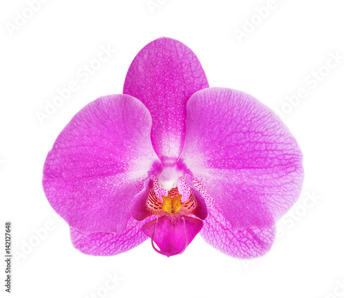 Orchid flower on white background