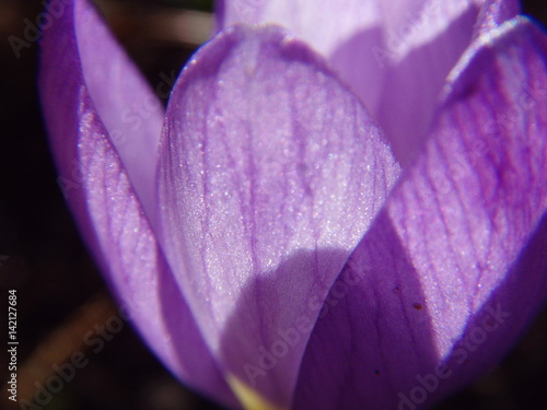 Purple crocus flower, spring