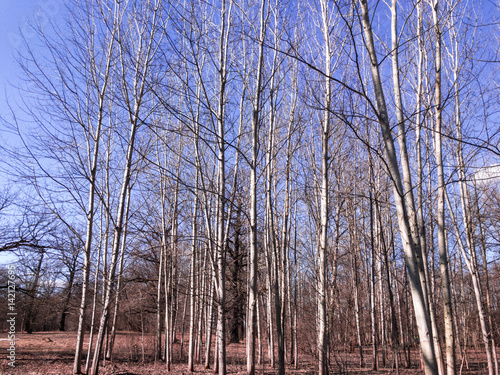 Wallpaper Mural Spring forest, trees, nature, landscape, day, clear sky Torontodigital.ca