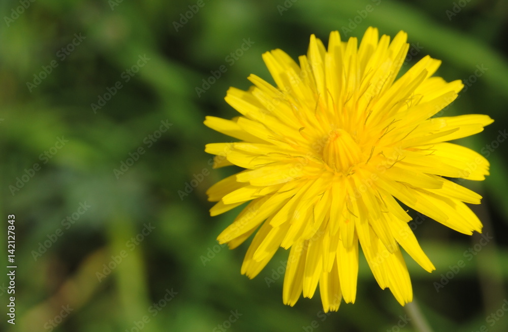 Obraz premium Flor toda amarela com fundo em tons de verdes desfocado