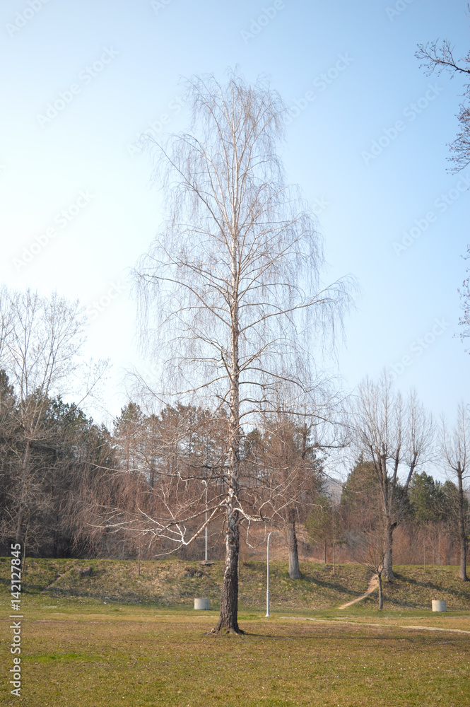 Fototapeta premium Natural forest photography