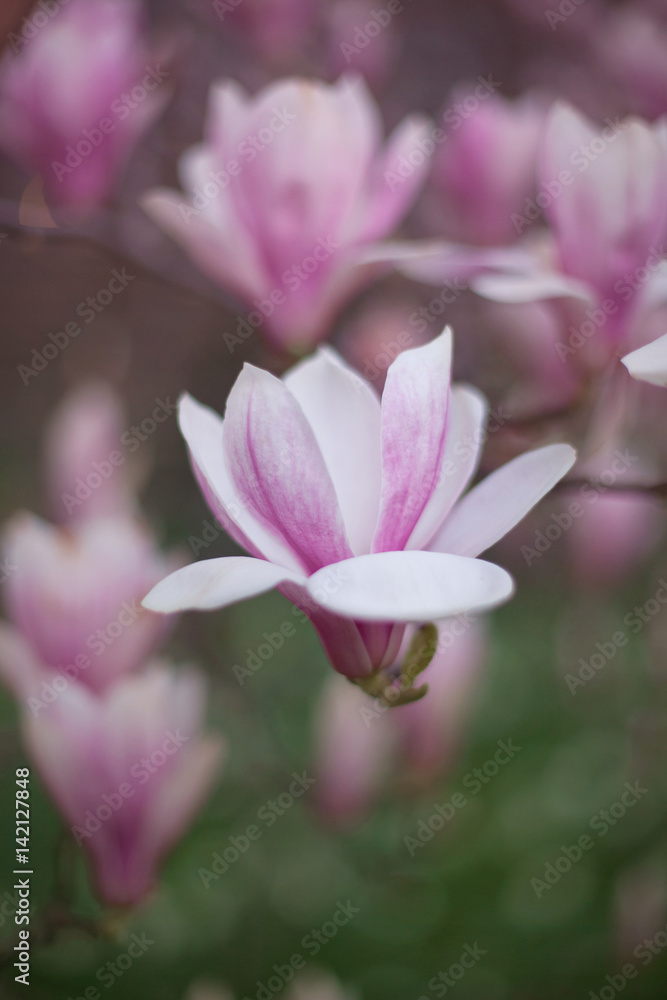 Beautiful magnolia in the spring garden Beautiful magnolia in the spring garden