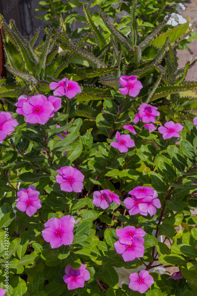 Fototapeta premium Pink Catharanthus flowers.