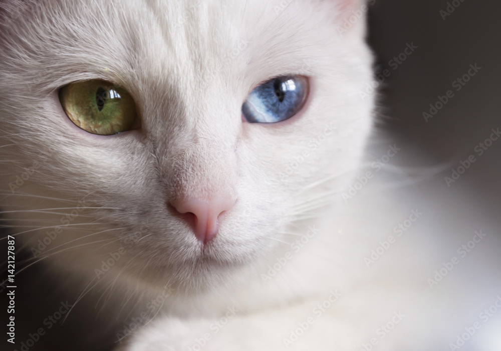 Fototapeta premium Beautiful snow-white pedigreed cat with amazing different multi-colored eyes on a sunny day.