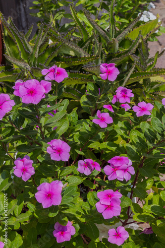Pink Catharanthus flowers.